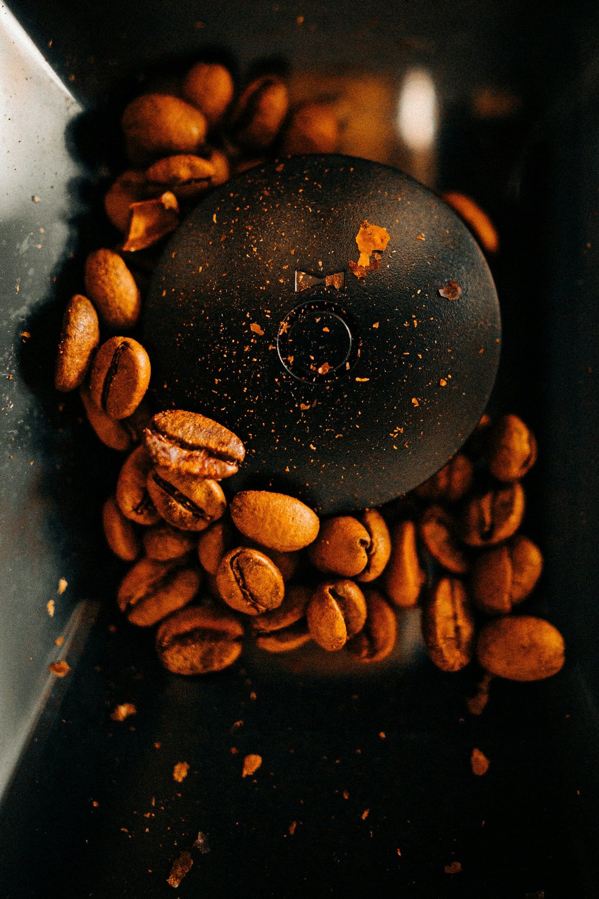 Roasted coffee beans around a grinder burr, with fine grounds
