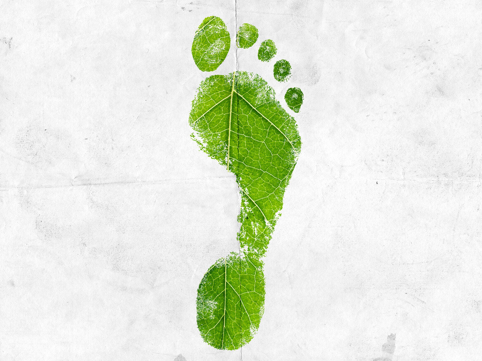 Green leaf footprint on a white background